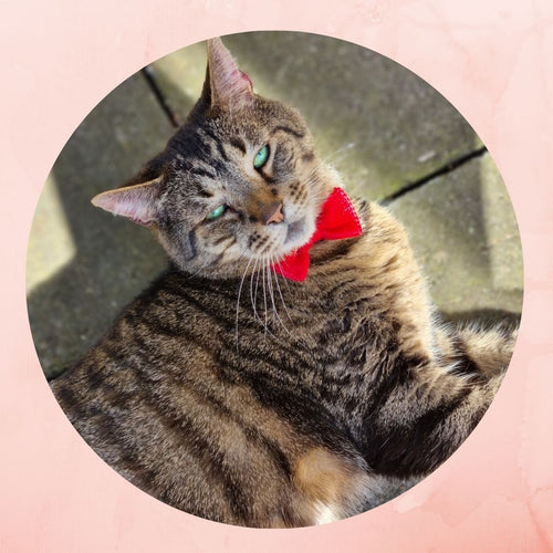 10 schattige katten met strikjes...Graag gedaan!