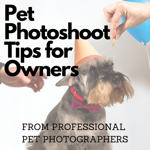 Hoe u zich voorbereidt op een fotoshoot voor huisdieren: toptips van twee professionele huisdierenfotografen