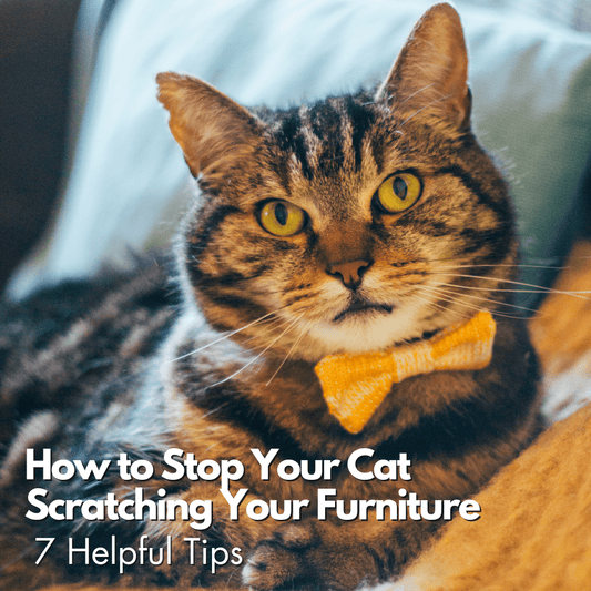 How to Stop Your Cat Scratching your Furniture: 7 Helpful Tips - Wool & Whiskers
