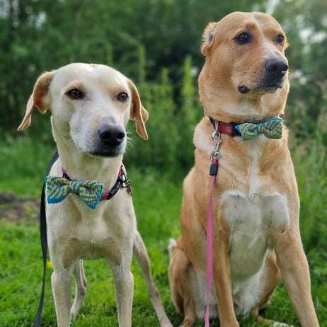 Small - Medium Dog Bow Tie: Sunny Day - Wool & Water