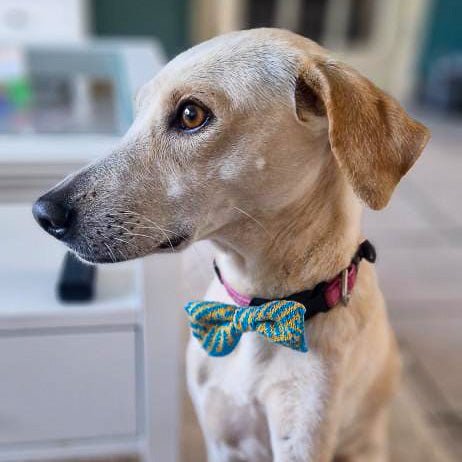 Small - Medium Dog Bow Tie: Sunny Day - Wool & Water