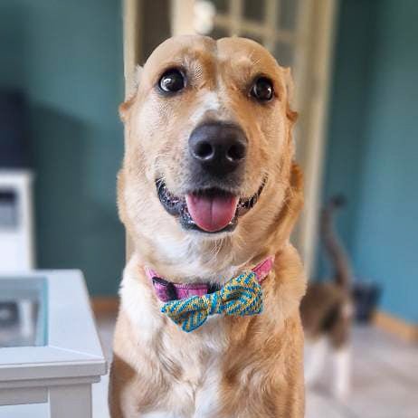 Small - Medium Dog Bow Tie: Sunny Day - Wool & Water