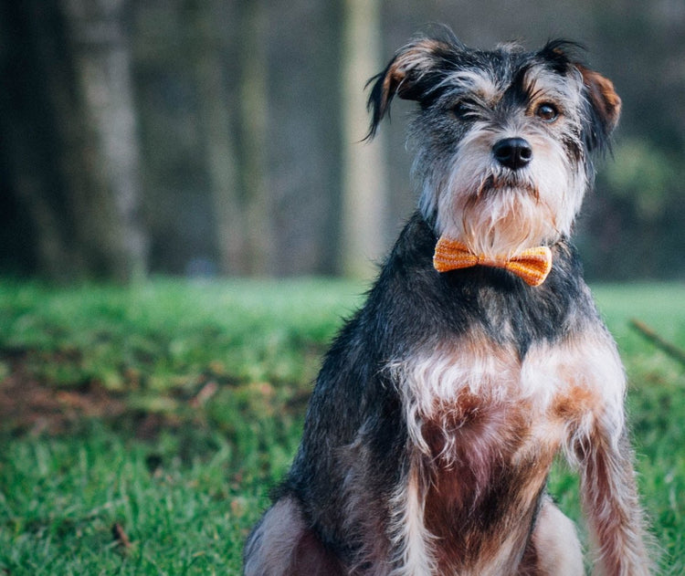 Small - Medium Dog Bow Tie: Yellow - Wool & Whiskers