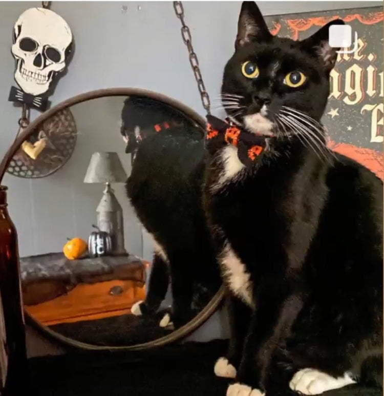 Cat / Tiny Dog Bow Tie: Halloween Pumpkins - Wool & Water