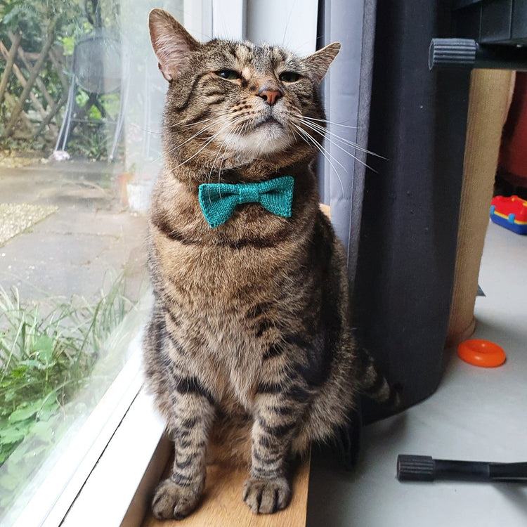 ECO Cat/Dog Bow Tie: Jade Green - Wool & Water