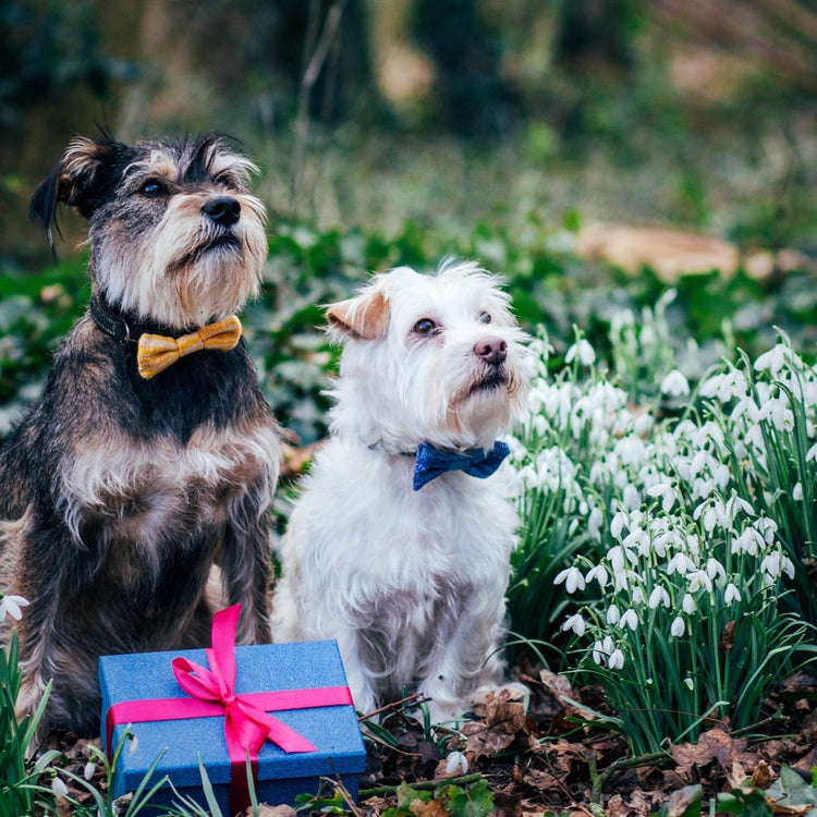 ECO Cat/Dog Bow Tie: Jade Green - Wool & Water