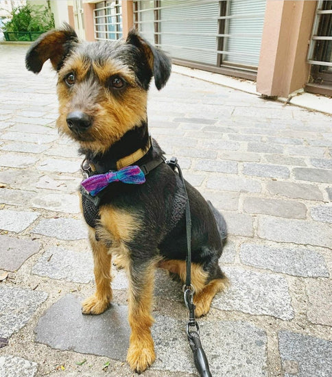 Hand-dyed Bow Tie Necklace + Cat or Dog Bow Tie Set (Special Edition) - Wool & Water