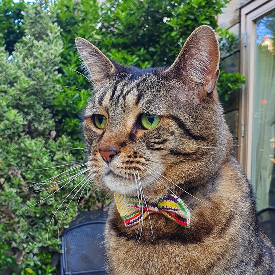 Hand-dyed Bow Tie Necklace + Cat or Dog Bow Tie Set (Special Edition) - Wool & Water