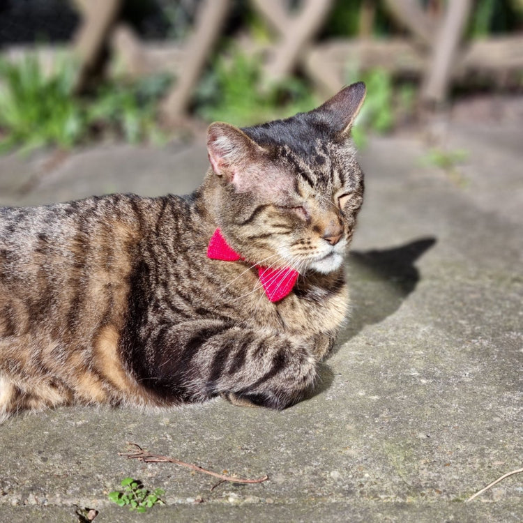 RainBOW Cat Bow Tie + Necklace Set (Special Edition) - Wool & Water