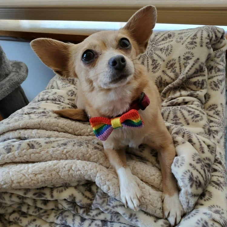 Rainbow / PRIDE Cat Bow Tie: Cat and Tiny Dogs - Wool & Water