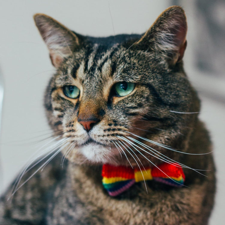 Rainbow / PRIDE Cat Bow Tie: Cat and Tiny Dogs - Wool & Water