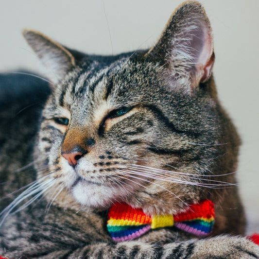 Rainbow / PRIDE Cat Bow Tie: Cat and Tiny Dogs - Wool & Water