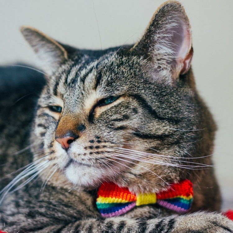 Rainbow / PRIDE Cat Bow Tie: Cat and Tiny Dogs - Wool & Water
