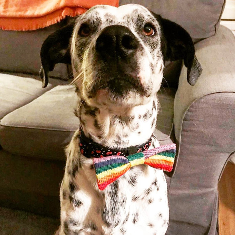Rainbow / PRIDE Dog Bow Tie: Large Dog - Wool & Water