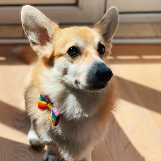 Rainbow / PRIDE Dog Bowtie: Small - Medium Dog - Wool & Water
