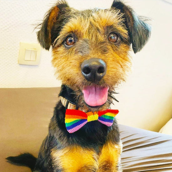 Rainbow / PRIDE Dog Bowtie: Small - Medium Dog - Wool & Water