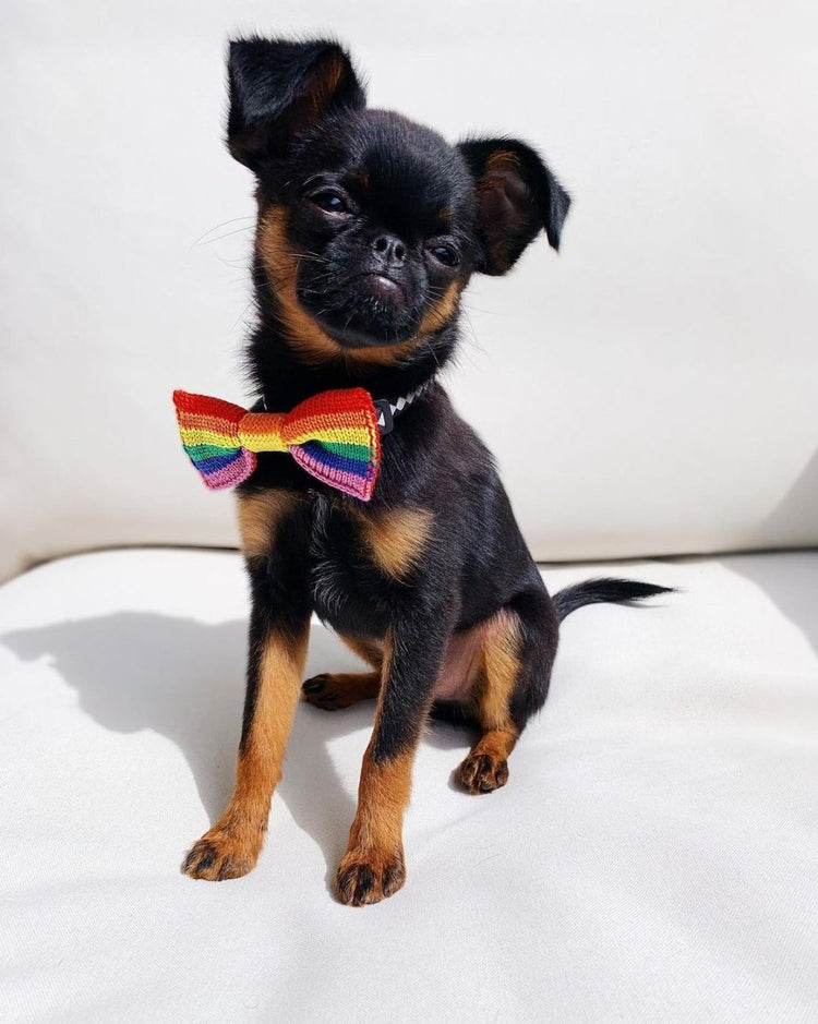 Rainbow / PRIDE Dog Bowtie: Small - Medium Dog - Wool & Water