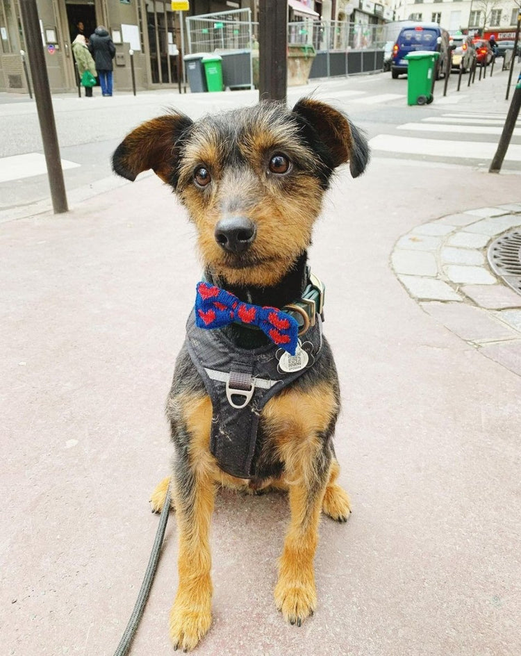 The Love Bow Tie (Blue + Reds): Small - Medium Dog - Wool & Water