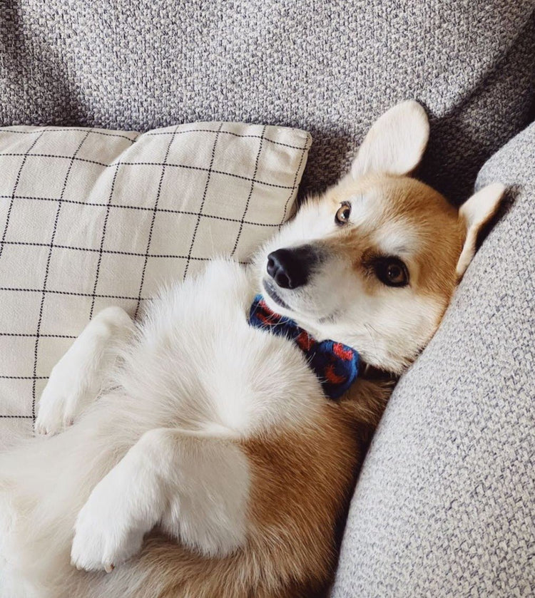 The Love Bow Tie (Blue + Reds): Small - Medium Dog - Wool & Water