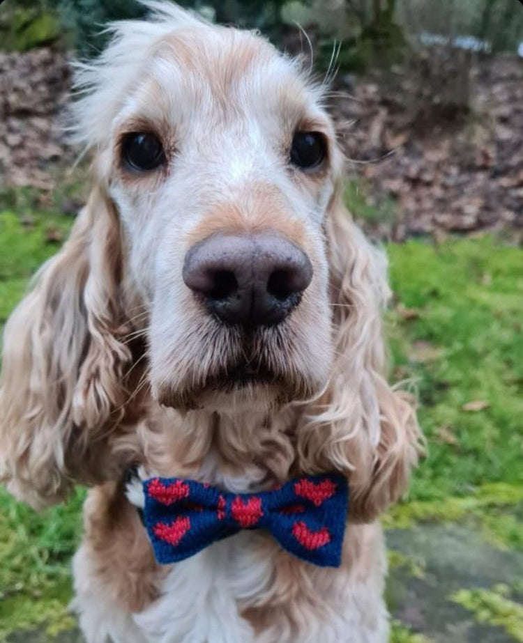 The Love Bow Tie (Blue + Reds): Small - Medium Dog - Wool & Water