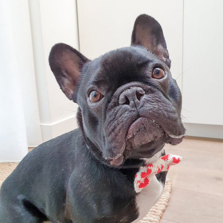 The Love Bow Tie (Cream + Red): Small - Medium Dog - Wool & Water