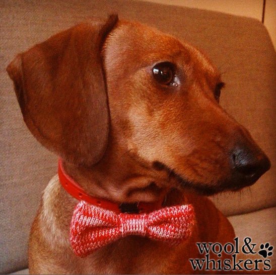 Tiny Dog Bow Tie (4 colours available) - Wool & Water