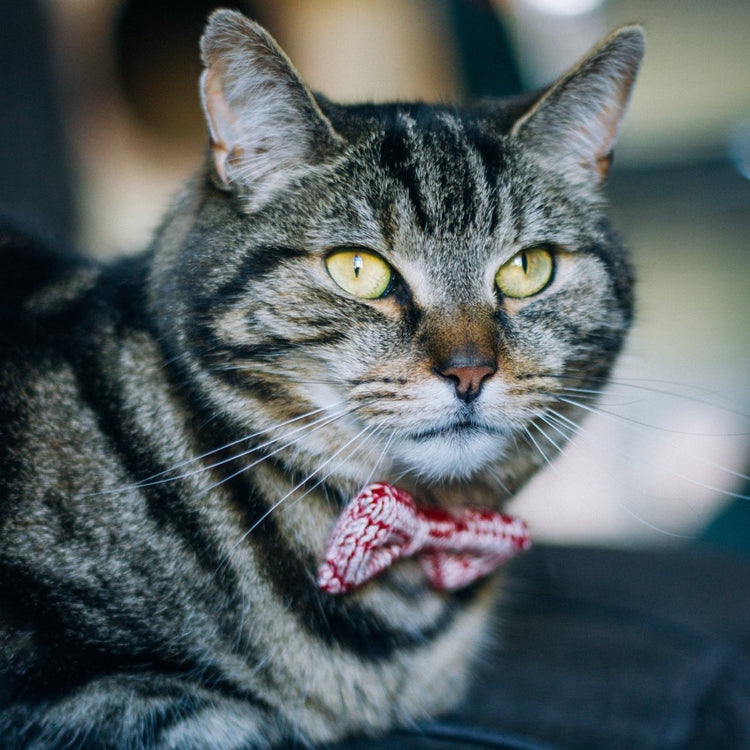 Tiny Dog Bow Tie (4 colours available) - Wool & Water
