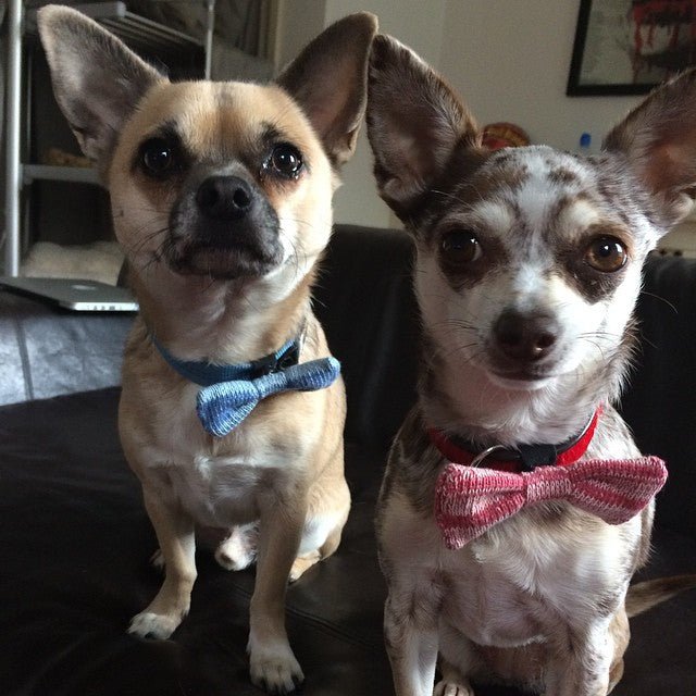 Tiny Dog Bow Tie (4 colours available) - Wool & Water