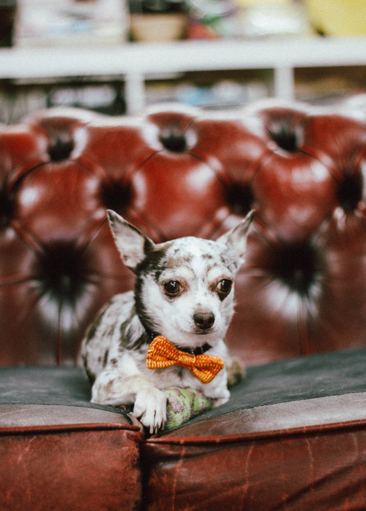 Tiny Dog Bow Tie (4 colours available) - Wool & Water