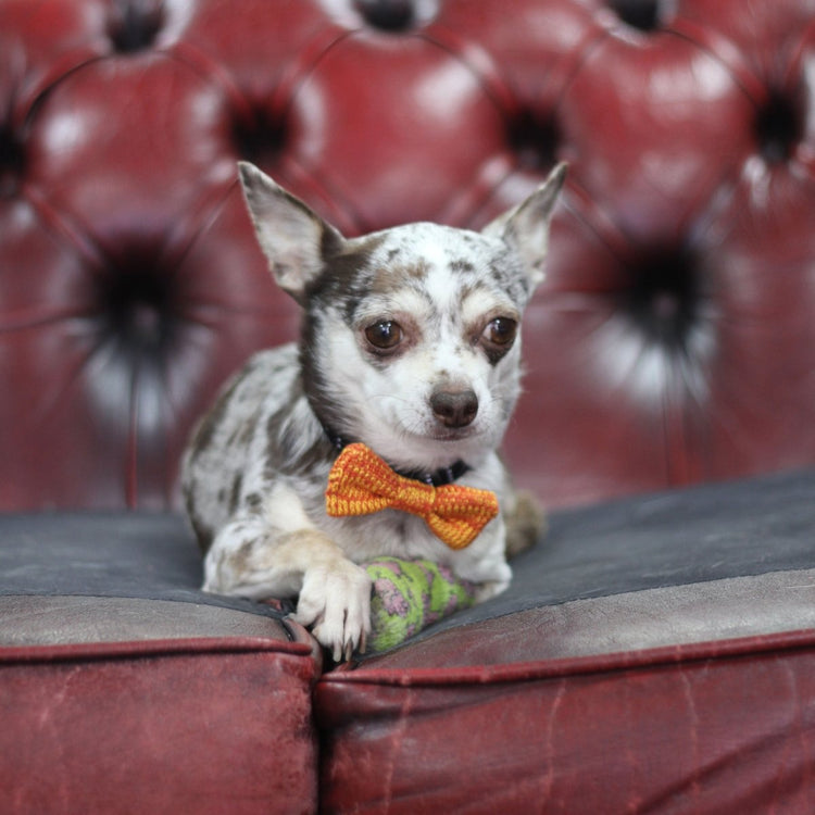 Tiny Dog Bow Tie (4 colours available) - Wool & Water