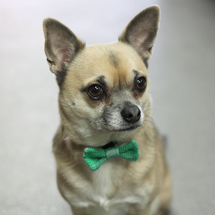 Tiny Dog Bow Tie (4 colours available) - Wool & Water