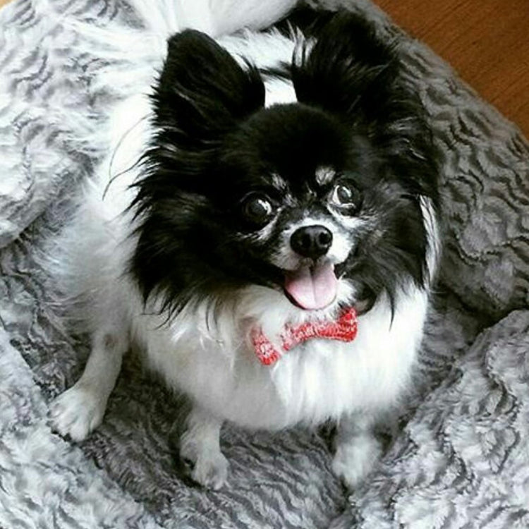 Tiny Dog Bow Tie (4 colours available) - Wool & Water