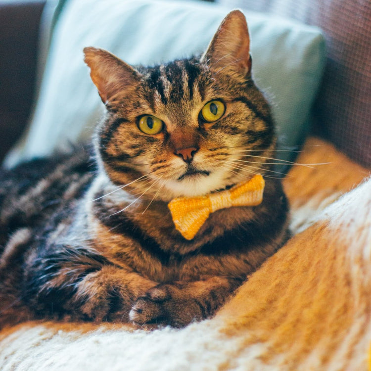 Tiny Dog Bow Tie (4 colours available) - Wool & Water