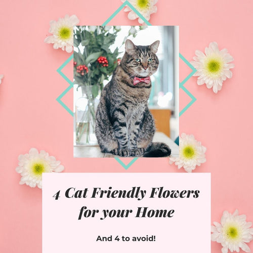 4 Flowers to Avoid When you have Cats
