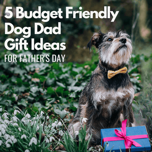 5 Affordable Gift Ideas for Dog Dads this Father's Day