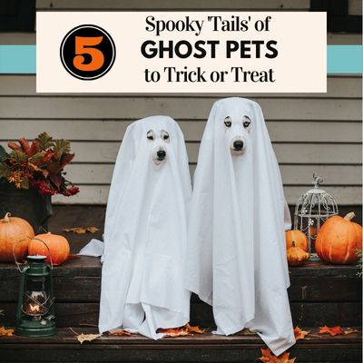 5 Ghostly Pet Tales..or Tails!