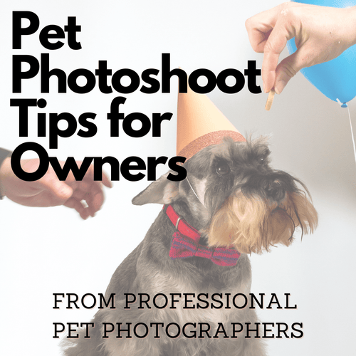 How to Prepare for a Pet Photoshoot: Top Tips from Two Professional Pet Photographers