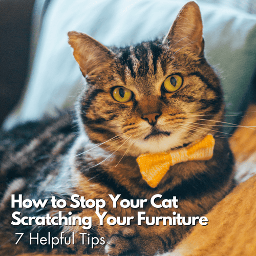Hoe u kunt voorkomen dat uw kat uw meubels verpest
