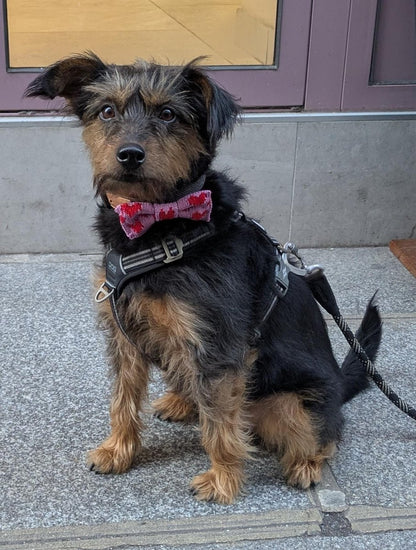 Small - Medium Dog Bow Tie: Sparkly Love - Wool & Whiskers