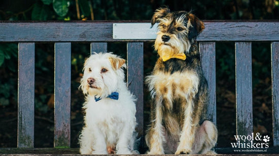 FREE Dog Chums in Bow Ties Desktop Wallpaper - Wool & Water