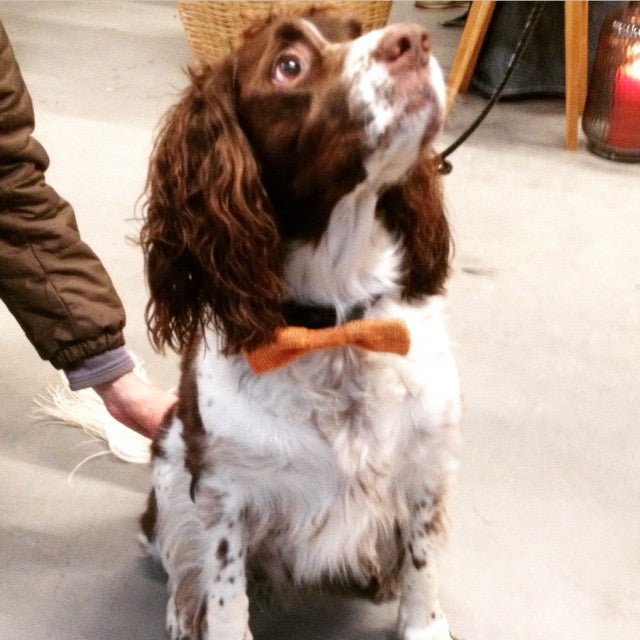 Large Dog Bow Tie (3 colours available) - Wool & Water