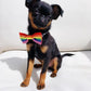 Rainbow / PRIDE Dog Bowtie: Small - Medium Dog - Wool & Water