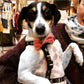 Small - Medium Dog Bow Tie (4 colours available) - Wool & Water