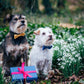 Small - Medium Dog Bow Tie (4 colours available) - Wool & Water