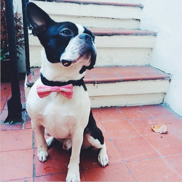 Small - Medium Dog Bow Tie (4 colours available) - Wool & Water