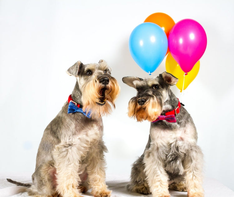 Small - Medium Dog Bow Tie (4 colours available) - Wool & Water