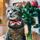 The Love Bow Tie (Cream + Red) : Cat/Tiny Dog - Wool & Water