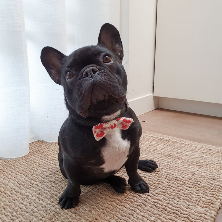 The Love Bow Tie (Cream + Red): Large Dog - Wool & Water