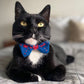 The Love Bow Tie (Petrol Blue + Reds) : Cat/Tiny Dog - Wool & Water